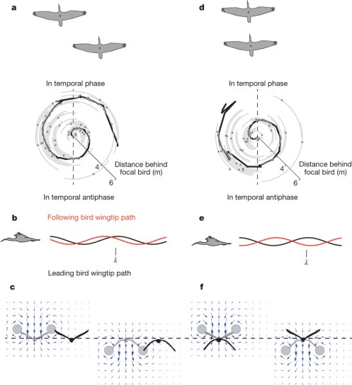 "Figure 3: Geometric and aerodynamic implications of observed spatial phase relationships for ibises flying in a V formation."